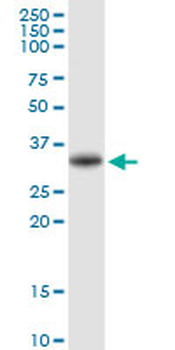 EGFL7 purified MaxPab rabbit polyclonal antibody (D01P)