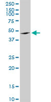 ANGPTL4 purified MaxPab mouse polyclonal antibody (B01P)