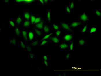 NDUFA13 purified MaxPab mouse polyclonal antibody (B02P)