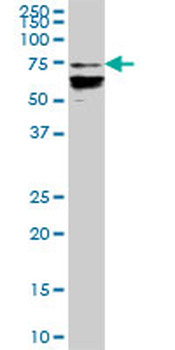 DEF6 MaxPab mouse polyclonal antibody (B01)