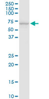 SLC40A1 purified MaxPab rabbit polyclonal antibody (D01P)