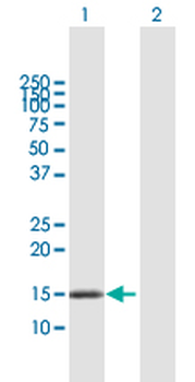 DNAJC15 purified MaxPab mouse polyclonal antibody (B01P)