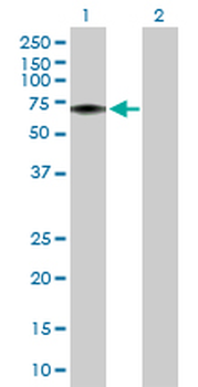 FLVCR1 purified MaxPab rabbit polyclonal antibody (D01P)