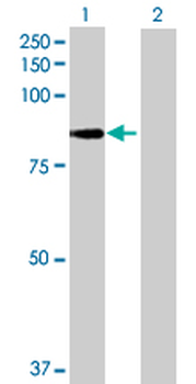 IFT81 MaxPab mouse polyclonal antibody (B01)