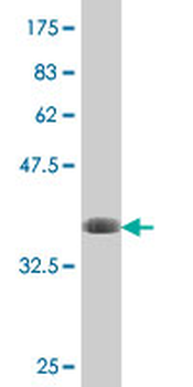 SIGLEC8 polyclonal antibody (A01)