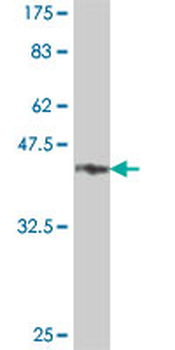 INVS polyclonal antibody (A01)