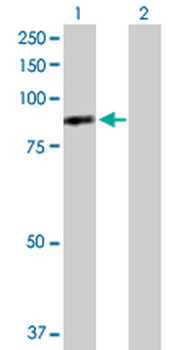 DNAI1 purified MaxPab rabbit polyclonal antibody (D01P)