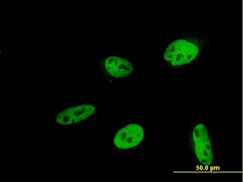 HEYL monoclonal antibody (M03), clone 2G1