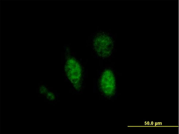 PTPN18 purified MaxPab mouse polyclonal antibody (B01P)