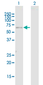 FBXO3 purified MaxPab mouse polyclonal antibody (B01P)