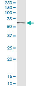 GLCE MaxPab rabbit polyclonal antibody (D01)