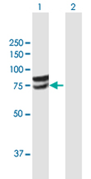 GLCE purified MaxPab mouse polyclonal antibody (B01P)