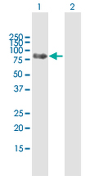 PTPN23 purified MaxPab mouse polyclonal antibody (B01P)