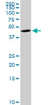 QPCT purified MaxPab mouse polyclonal antibody (B01P)