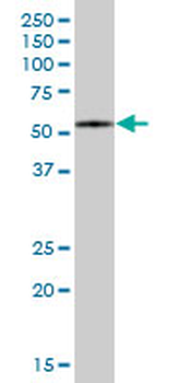 FBXO7 purified MaxPab mouse polyclonal antibody (B01P)