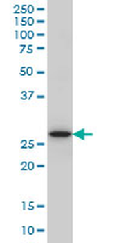 CASP14 monoclonal antibody (M01), clone 4C9