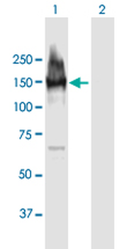 LARP1 purified MaxPab mouse polyclonal antibody (B01P)