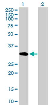 UNC84A purified MaxPab mouse polyclonal antibody (B01P)