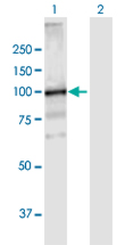 VPS39 purified MaxPab mouse polyclonal antibody (B01P)