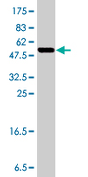 KIF13B polyclonal antibody (A01)