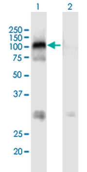 MAST2 MaxPab mouse polyclonal antibody (B01)