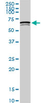 SWAP70 monoclonal antibody (M09A), clone 3H8