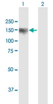 PDZRN3 purified MaxPab mouse polyclonal antibody (B01P)