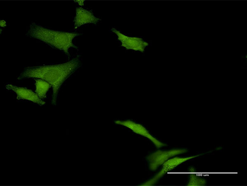 HABP4 purified MaxPab rabbit polyclonal antibody (D01P)