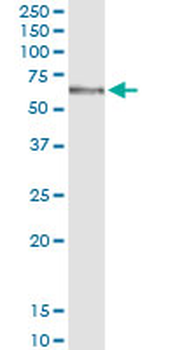 MGAT4B MaxPab rabbit polyclonal antibody (D01)
