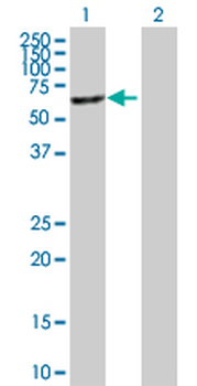 MGAT4B purified MaxPab mouse polyclonal antibody (B01P)