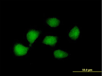 KLF8 purified MaxPab mouse polyclonal antibody (B01P)