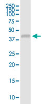 USP18 MaxPab mouse polyclonal antibody (B01)