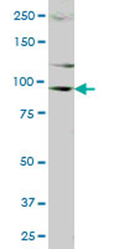 DDX20 MaxPab mouse polyclonal antibody (B01)