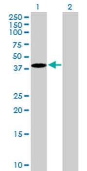 EMILIN1 purified MaxPab mouse polyclonal antibody (B01P)