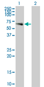 LILRA3 monoclonal antibody (M01), clone 2E9