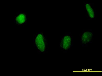 MSL3L1 MaxPab mouse polyclonal antibody (B01)