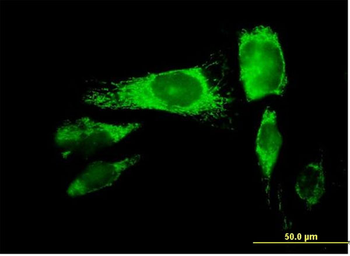 PRDX3 MaxPab mouse polyclonal antibody (B01)