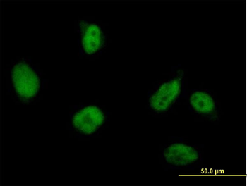 RUVBL2 purified MaxPab mouse polyclonal antibody (B01P)