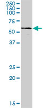 CCT8 purified MaxPab mouse polyclonal antibody (B02P)