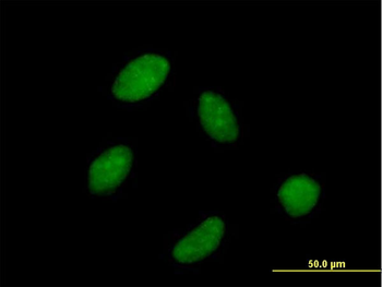 POLR3C purified MaxPab mouse polyclonal antibody (B03P)