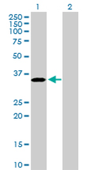 PROCR purified MaxPab rabbit polyclonal antibody (D01P)