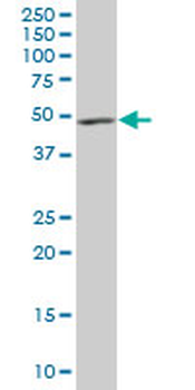 DCTN2 purified MaxPab mouse polyclonal antibody (B01P)