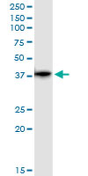 GLRX3 purified MaxPab rabbit polyclonal antibody (D01P)