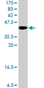 CIB2 polyclonal antibody (A01)