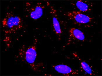 CREB3 purified MaxPab rabbit polyclonal antibody (D01P)