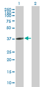 CLEC10A purified MaxPab mouse polyclonal antibody (B01P)