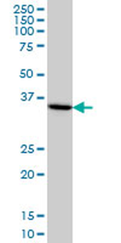 HMG20B monoclonal antibody (M01), clone 1F6