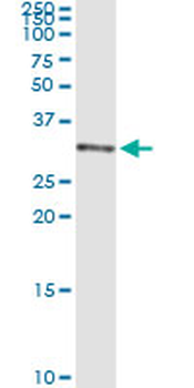 WARS2 MaxPab rabbit polyclonal antibody (D01)