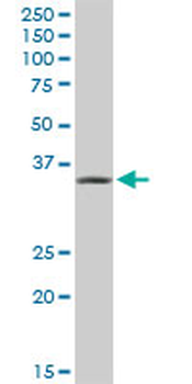 AKR1A1 purified MaxPab rabbit polyclonal antibody (D01P)