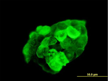 G3BP1 purified MaxPab mouse polyclonal antibody (B01P)